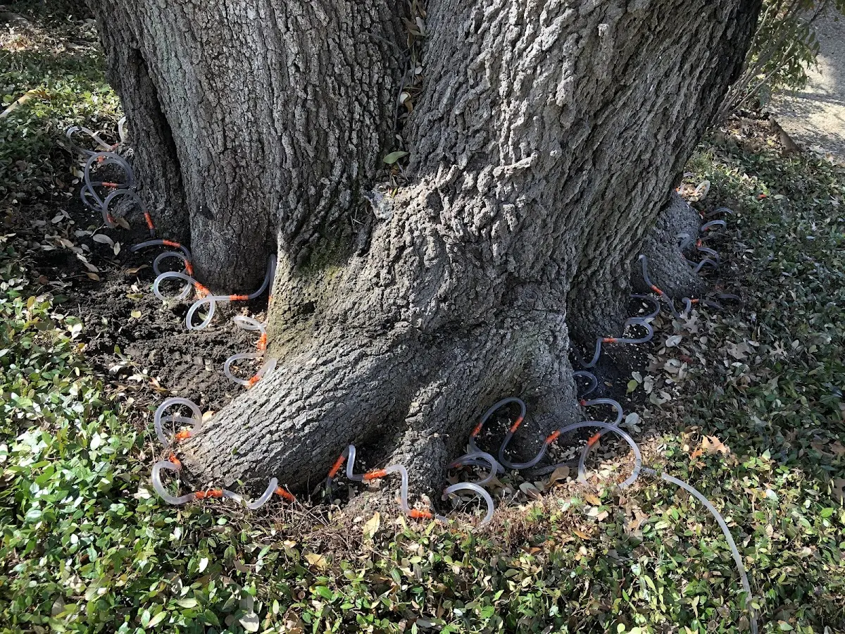 Detailed Tree Cabling and Bracing job site in Kenney