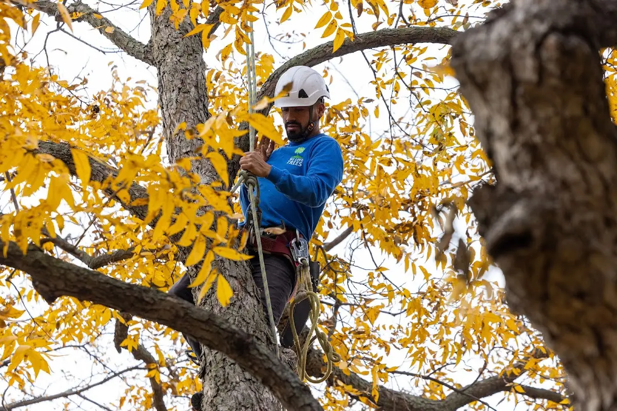 Skilled Tree Transplanting crew working in Kenney